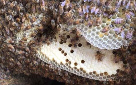 斜額 蜜蜂在窗外 築 巢